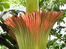 Amorphophallus Titanum